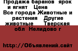 Продажа баранов, ярок и ягнят › Цена ­ 3 500 - Все города Животные и растения » Другие животные   . Тверская обл.,Нелидово г.